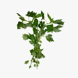 Scent Leaf