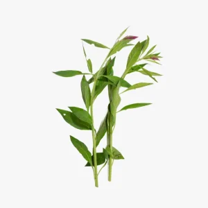 Water Leaf